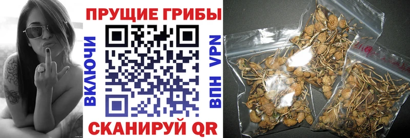 Псилоцибиновые грибы Psilocybine cubensis  где купить наркотик  Каменск-Шахтинский 